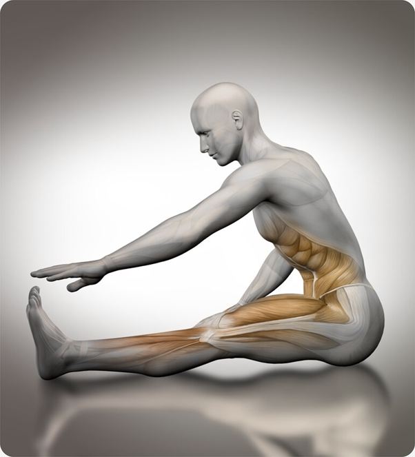 Anatomical illustration of a seated hamstring stretch with the muscles highlighted